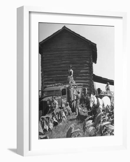 Harvesting Tobacco-Marie Hansen-Framed Photographic Print