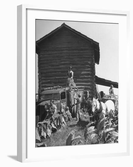 Harvesting Tobacco-Marie Hansen-Framed Photographic Print