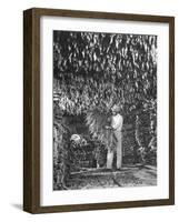 Harvesting Tobacco-Marie Hansen-Framed Photographic Print