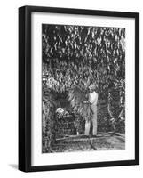 Harvesting Tobacco-Marie Hansen-Framed Photographic Print
