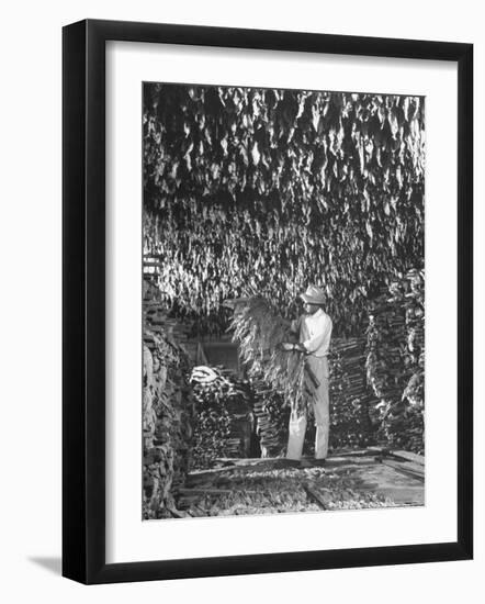 Harvesting Tobacco-Marie Hansen-Framed Photographic Print