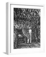 Harvesting Tobacco-Marie Hansen-Framed Photographic Print