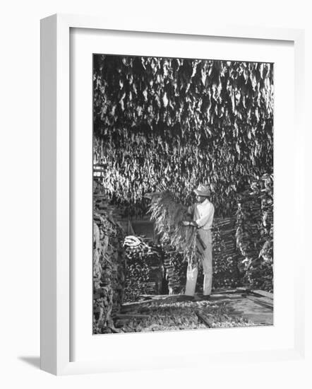 Harvesting Tobacco-Marie Hansen-Framed Photographic Print