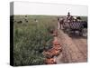 Harvesting Tomatoes, Cetate, Romania-Adam Woolfitt-Stretched Canvas