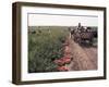 Harvesting Tomatoes, Cetate, Romania-Adam Woolfitt-Framed Photographic Print