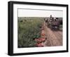 Harvesting Tomatoes, Cetate, Romania-Adam Woolfitt-Framed Photographic Print