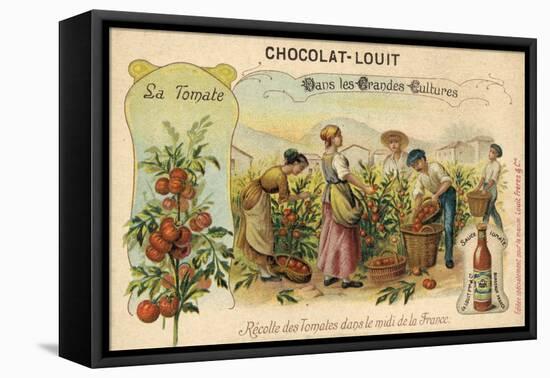 Harvesting Tomatoes in the South of France-null-Framed Stretched Canvas