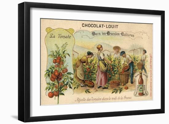 Harvesting Tomatoes in the South of France-null-Framed Premium Giclee Print