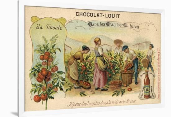 Harvesting Tomatoes in the South of France-null-Framed Giclee Print