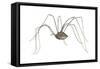 Harvestman (Leiobunum Flavum), Spider, Arachnids-Encyclopaedia Britannica-Framed Stretched Canvas