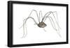 Harvestman (Leiobunum Flavum), Spider, Arachnids-Encyclopaedia Britannica-Framed Poster