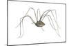 Harvestman (Leiobunum Flavum), Spider, Arachnids-Encyclopaedia Britannica-Mounted Poster