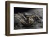 Harvestman (Megabunus Diadema) With Prominent, Spiky Eyes, Peak District National Park-Alex Hyde-Framed Photographic Print