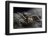 Harvestman (Megabunus Diadema) With Prominent, Spiky Eyes, Peak District National Park-Alex Hyde-Framed Photographic Print