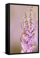 Harvestman (Opiliones) on Flowering Heather, Arne Rspb Reserve, Dorset, England, UK, July-Ross Hoddinott-Framed Stretched Canvas