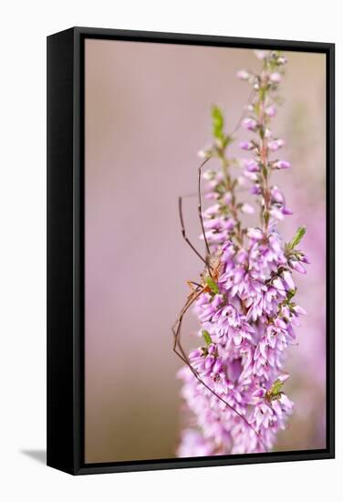 Harvestman (Opiliones) on Flowering Heather, Arne Rspb Reserve, Dorset, England, UK, July-Ross Hoddinott-Framed Stretched Canvas