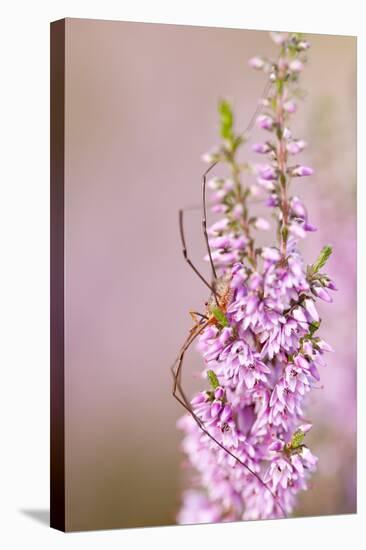 Harvestman (Opiliones) on Flowering Heather, Arne Rspb Reserve, Dorset, England, UK, July-Ross Hoddinott-Stretched Canvas