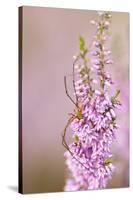 Harvestman (Opiliones) on Flowering Heather, Arne Rspb Reserve, Dorset, England, UK, July-Ross Hoddinott-Stretched Canvas