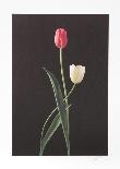 Tulips-Harvey Edwards-Framed Collectable Print