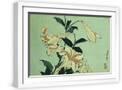 White Frame