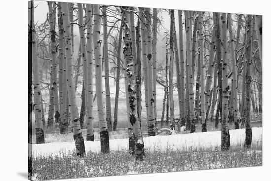 Hastings Mesa - Aspen Grove in Autumn near Ridgway Colorado-Panoramic Images-Stretched Canvas
