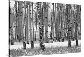 Hastings Mesa - Aspen Grove in Autumn near Ridgway Colorado-Panoramic Images-Stretched Canvas