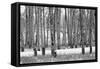 Hastings Mesa - Aspen Grove in Autumn near Ridgway Colorado-Panoramic Images-Framed Stretched Canvas