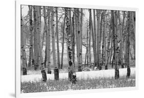 Hastings Mesa - Aspen Grove in Autumn near Ridgway Colorado-Panoramic Images-Framed Photographic Print