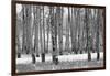 Hastings Mesa - Aspen Grove in Autumn near Ridgway Colorado-Panoramic Images-Framed Photographic Print