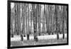 Hastings Mesa - Aspen Grove in Autumn near Ridgway Colorado-Panoramic Images-Framed Photographic Print