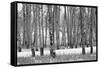 Hastings Mesa - Aspen Grove in Autumn near Ridgway Colorado-Panoramic Images-Framed Stretched Canvas