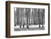 Hastings Mesa - Aspen Grove in Autumn near Ridgway Colorado-Panoramic Images-Framed Photographic Print