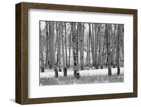 Hastings Mesa - Aspen Grove in Autumn near Ridgway Colorado-Panoramic Images-Framed Photographic Print