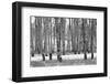 Hastings Mesa - Aspen Grove in Autumn near Ridgway Colorado-Panoramic Images-Framed Photographic Print