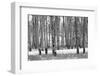 Hastings Mesa - Aspen Grove in Autumn near Ridgway Colorado-Panoramic Images-Framed Photographic Print