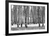 Hastings Mesa - Aspen Grove in Autumn near Ridgway Colorado-Panoramic Images-Framed Photographic Print