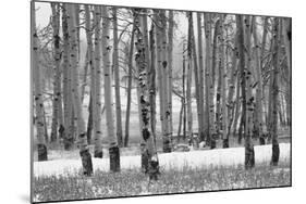 Hastings Mesa - Aspen Grove in Autumn near Ridgway Colorado-Panoramic Images-Mounted Photographic Print