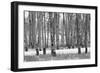 Hastings Mesa - Aspen Grove in Autumn near Ridgway Colorado-Panoramic Images-Framed Photographic Print