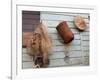 Hat, Basket, and Fishing Net Hanging Outside Iban Longhouse, Sarawak, Borneo, Malaysia-Jay Sturdevant-Framed Photographic Print