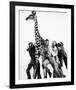 Hatari!-null-Framed Photo