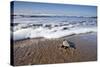 Hatchling Sea Turtle Heads to the Ocean-Paul Souders-Stretched Canvas