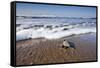 Hatchling Sea Turtle Heads to the Ocean-Paul Souders-Framed Stretched Canvas
