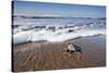 Hatchling Sea Turtle Heads to the Ocean-Paul Souders-Stretched Canvas