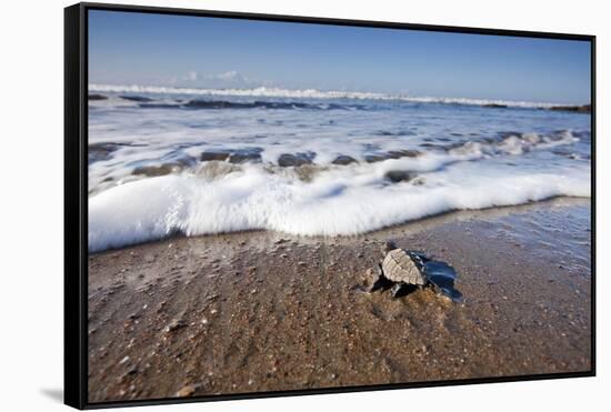 Hatchling Sea Turtle Heads to the Ocean-Paul Souders-Framed Stretched Canvas