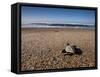 Hatchling Sea Turtle Heads to the Ocean-null-Framed Stretched Canvas