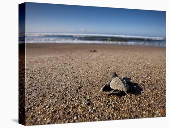 Hatchling Sea Turtle Heads to the Ocean-null-Stretched Canvas