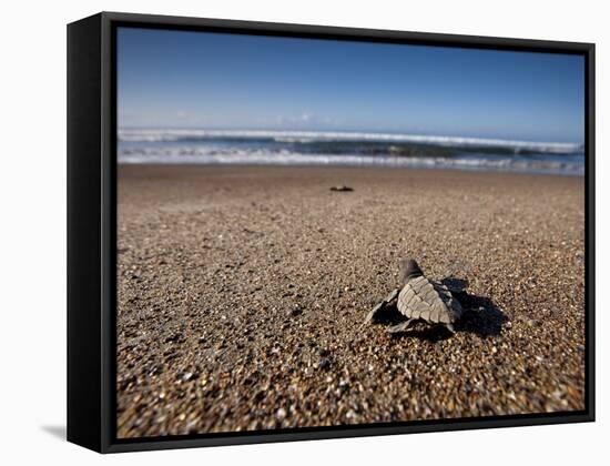 Hatchling Sea Turtle Heads to the Ocean-null-Framed Stretched Canvas