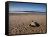 Hatchling Sea Turtle Heads to the Ocean-null-Framed Stretched Canvas