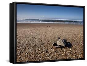 Hatchling Sea Turtle Heads to the Ocean-null-Framed Stretched Canvas