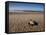 Hatchling Sea Turtle Heads to the Ocean-null-Framed Stretched Canvas